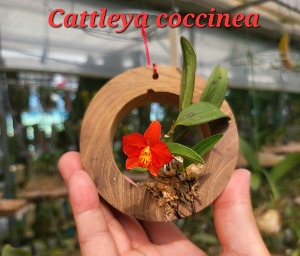 Cattleya coccinea