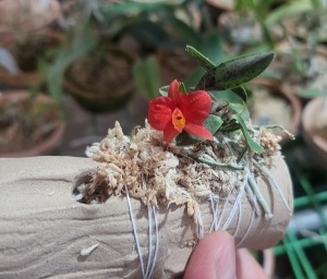 Cattleya pygmaea