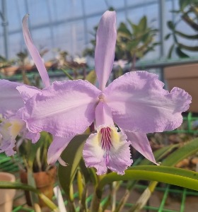 Cattleya lueddemannaiana var. concolor