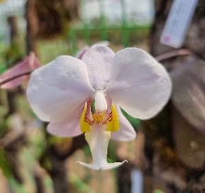 Phalaenopsis philippinensis