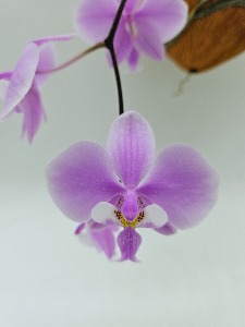 Phalaenopsis schilleriana