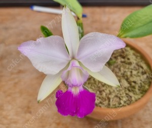 Cattleya walkeriana fma. perola