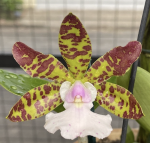 Cattleya aclandiae var.albescens