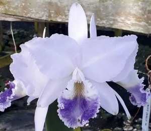 Cattleya labiata var.coerulea