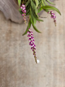 Schoenorchis gemmata