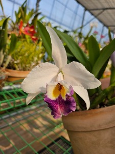 Cattleya Tydea var.coerulea