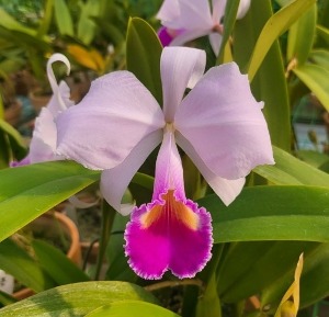 Cattleya trianae &#039;Shooting Star&#039;