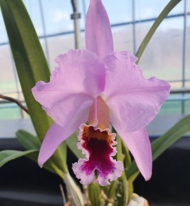 Cattleya percivaliana &#039;Summit&#039;