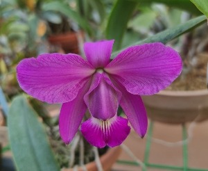 Cattleya walkeriana fma.escura-venosa &#039;Izumi 2&#039;