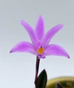 Cattleya kettieana