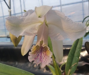 Cattleya mossiae var.coerulea