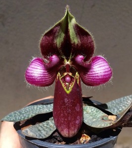 Paphiopedilum rungsuriyanum