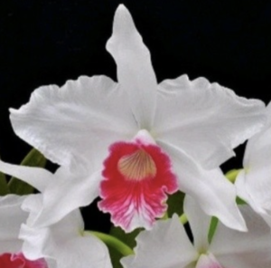 Cattleya purpurata var.canea