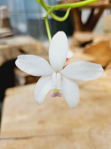 Cattleya Sp