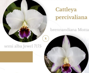 Cattleya percivaliana var.semi-alba
