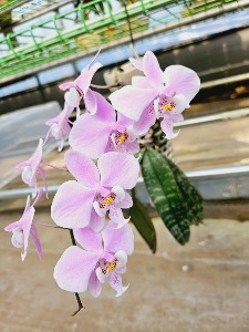 Phalaenopsis Schilleriana