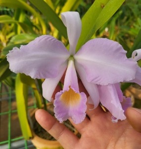 Cattleya trianae &#039;G-013&#039;