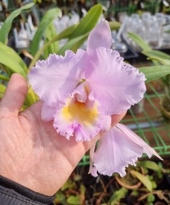 Cattleya trianae var.concolor &#039;Orion&#039;