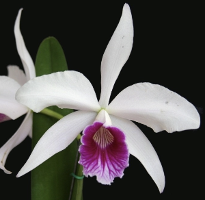 Cattleya purpurata var.semi-alba