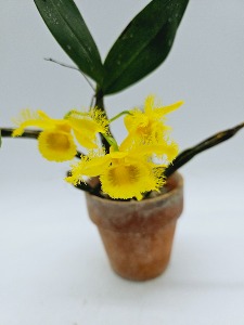 Dendrobium harveyanum 소판석곡