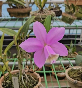 Cattleya loddigesii