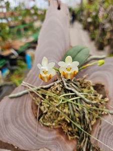 Phalaenopsis parishii