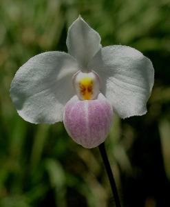 Paphiopedilum delenatii