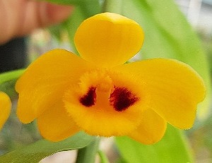 Dendrobium chrysanthum 속화석곡