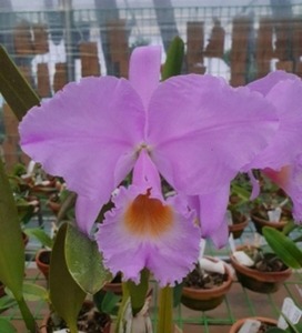 Cattleya trianae fma.concolor-splash X Self