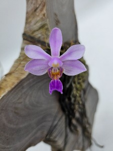 Phalaenopsis wilsonii 화서호접란