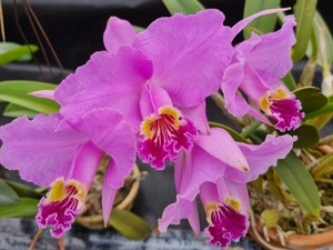 Cattleya lueddemanniana var.tipo X Self