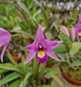 Laelia Finckeniana X Self