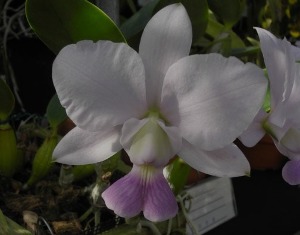 Cattleya walkeriana [ST-165]