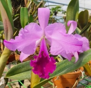 Cattleya labiata fma.tipo-splash X Self