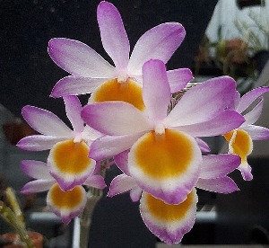 Dendrobium crepidatum  [장미석곡]