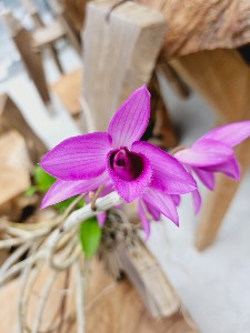 Dendrobium anosmum var.superbum