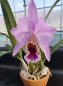 Cattleya percivaliana var.tipo X Self