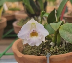 Cattleya alaorii fma.albescens X Self