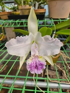 Cattleya lueddemanniana coerulea