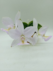 Cattleya nobilior var.amailiae [Pink Type]