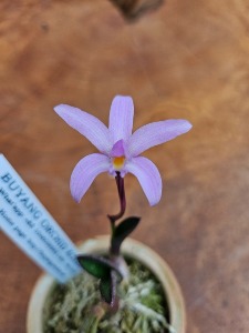 Cattleya Kettieana