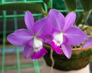 Cattleya walkeriana [ST-265]