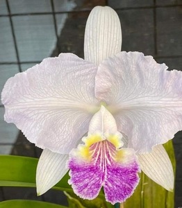 Cattleya leuddemanniana coerulea-venosa