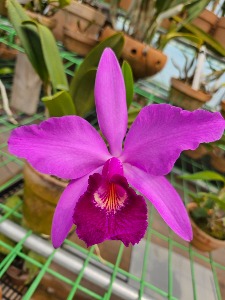 Cattleya Mainau-Zauber