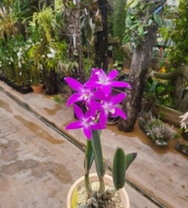 Cattleya rupestris X Self