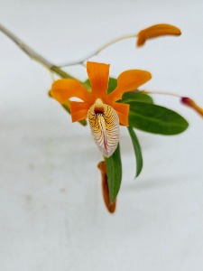 Dendrobium unicum