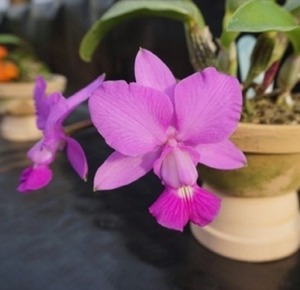 Cattleya walkeriana var.tipo &#039;Dayane Wenzel&#039; X Self