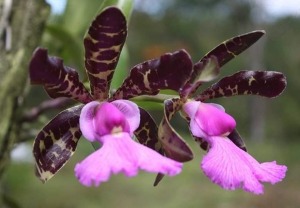 Cattleya aclandiae