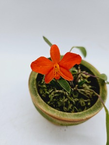 Cattleya coccinea