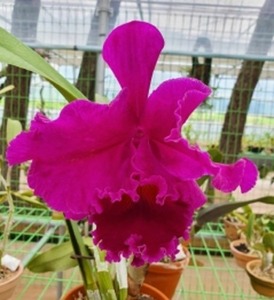 Rhyncholaeliocattleya King of Taiwan X Self